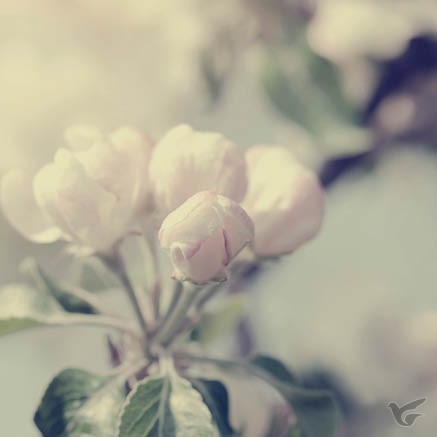 Productafbeelding: voorkant van Kaart bloemknop blanco