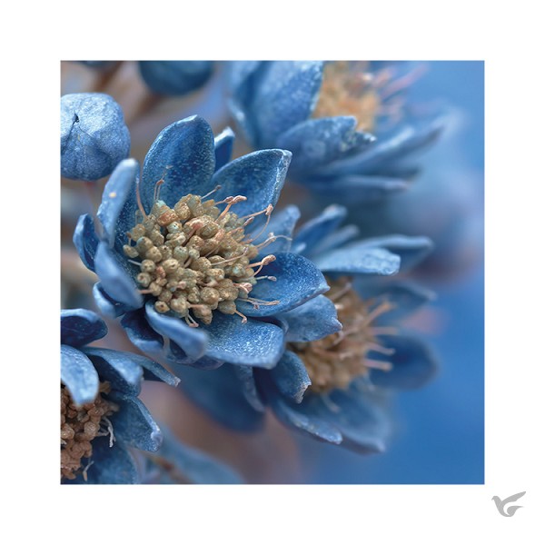 Productafbeelding: voorkant van Kaart Blauwe bloem