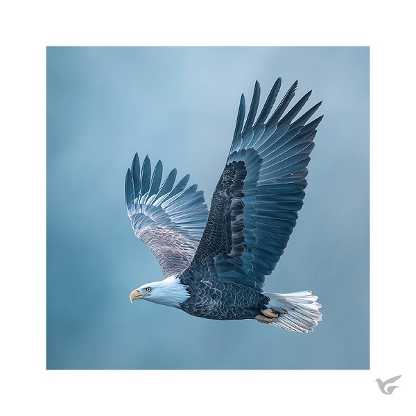 Productafbeelding: voorkant van Kaart Adelaar